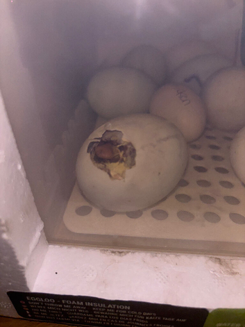 Fertilised eggs