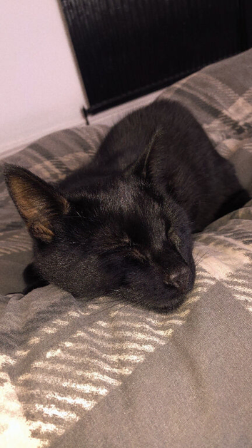 2 brother looking for rehoming