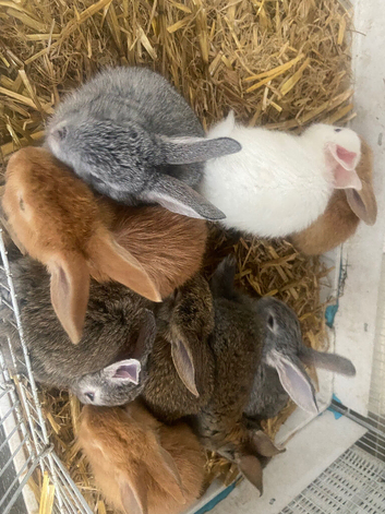 4 kits for sale