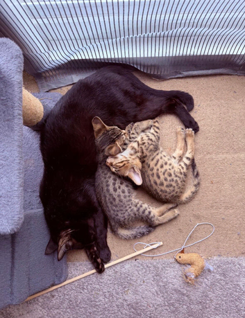 Savannah F4 kittens
