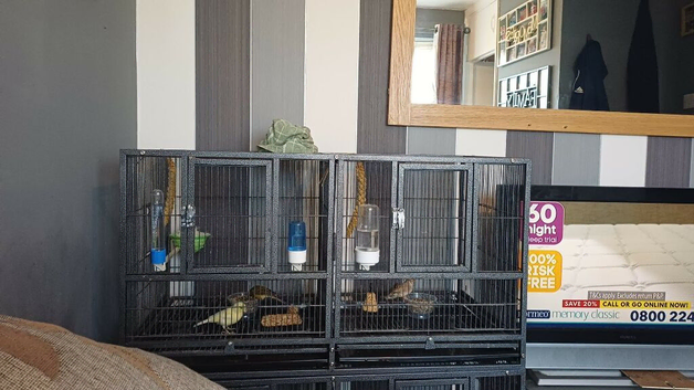 Zebra finches
