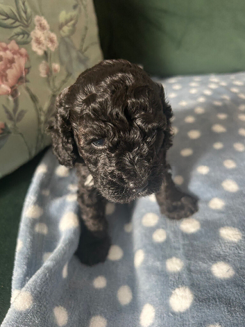 Miniature poodle