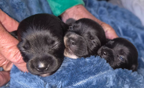 Dachshund x maltese puppies