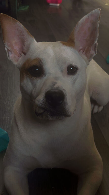 Belgian Malinois x bulldog
