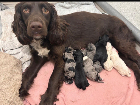 Sprockerpoo puppies