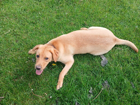 Chunky lovely labrador looking for new home