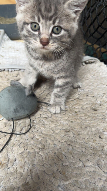 3 Little beautiful kittens
