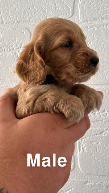 Cocker spaniel puppies
