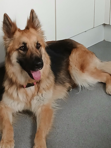 German shepard bitch for sale