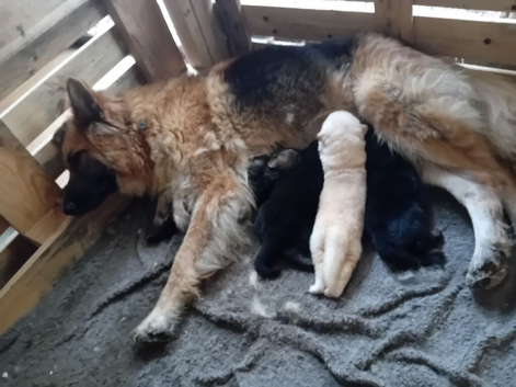 Pups for sale