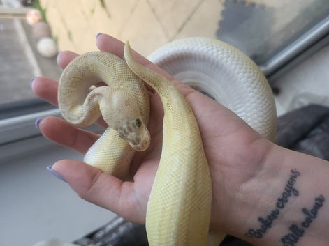 Ball Python looking for loving home