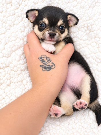 Chihuahua puppies