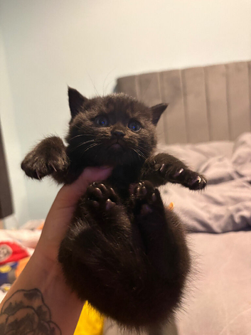 LAST female LEFT BRITISH SHORTHAIR