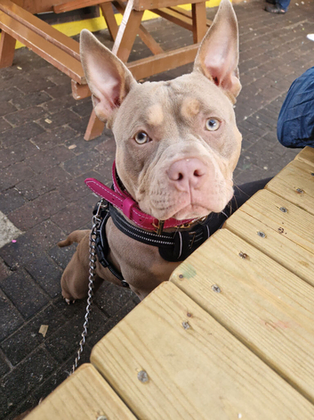 1 year old American pocket bully