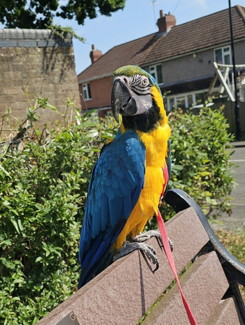 Blue and god macaw called Mango