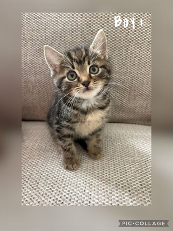 Kittens