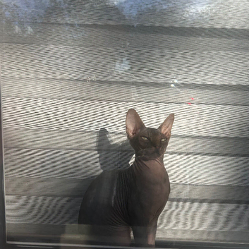 Sphynx boy
