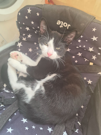 Kitten for sale