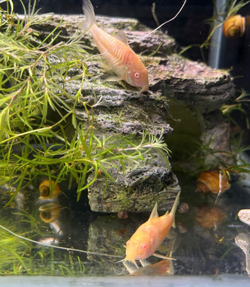 Albino corydora
