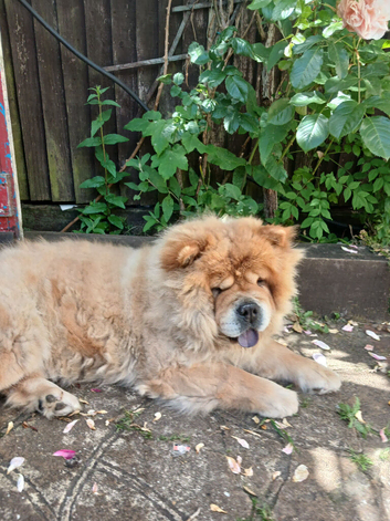 Female Chow For Sale