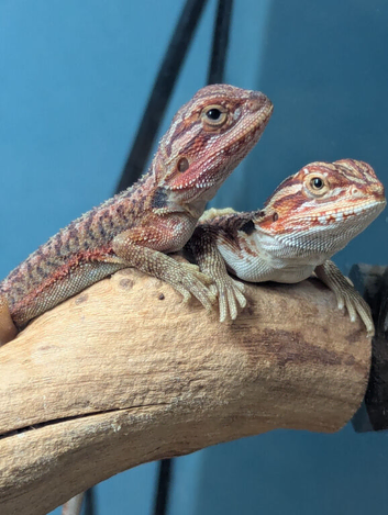 Baby bearded dragons for sale in southeast London SE7