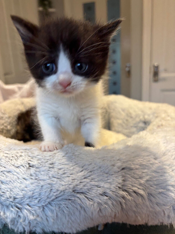Half British short hair kittens