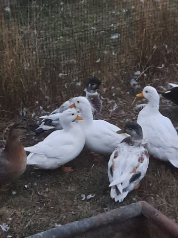 Call ducks