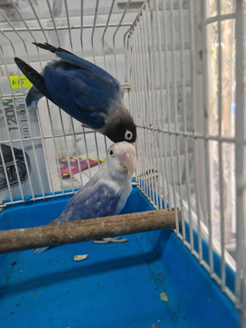 Lovebirds