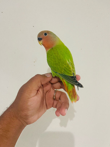 Hand reared lovebirds for sale