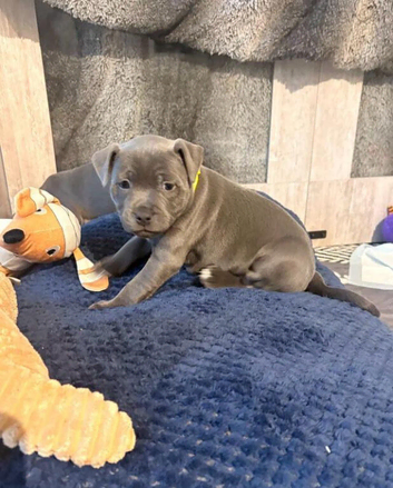 Gorgeous Home Raised KC Registered Staffordshire Bull Terrier Puppies