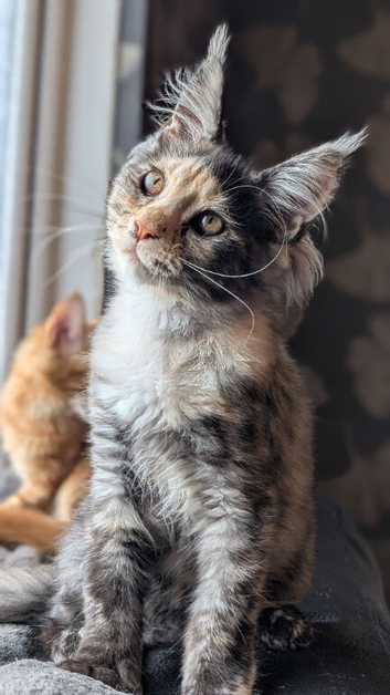 Tica registered Maine coon kittens