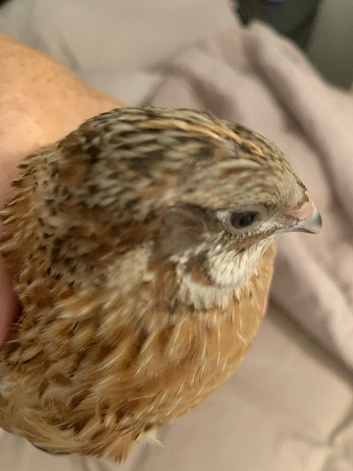 FREE 5 week old boys
