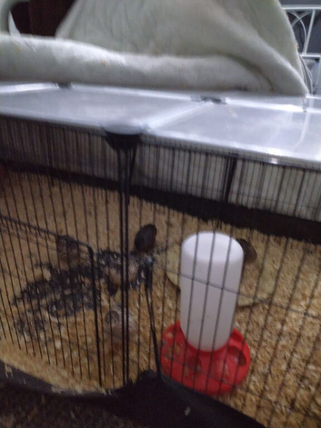 Rehoming 5 hand raised Quails in Glasgow