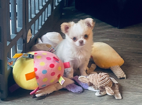 Beautiful chihuahua puppies kc