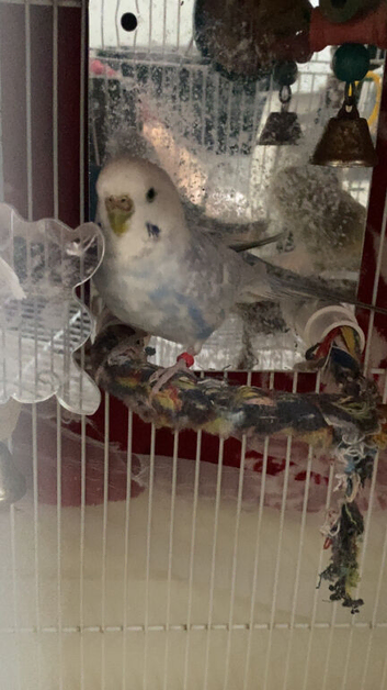 Female budgie blue white 2 years