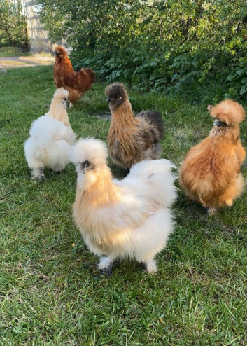 Silkie hens