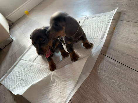 Miniature dachshund