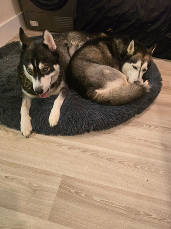 Selling husky