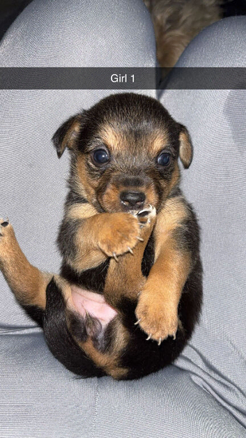 Cairn terriers puppies
