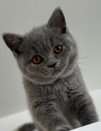 Beautiful Purebred British Shorthair Female Kittens &ndash; Ready Now