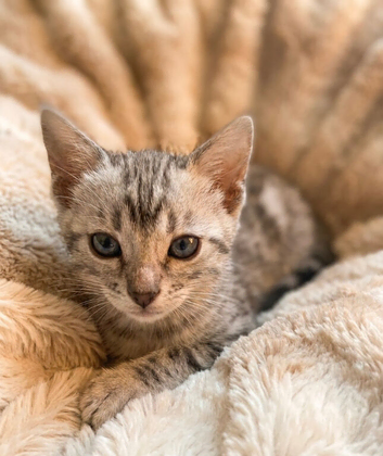 Meet Aspen A Icy-Silver Bengal GCCF registered