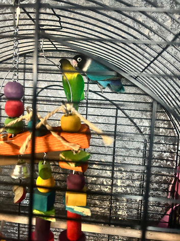 Love Birds