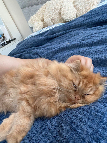 Ginger Persian cat, and 2 other mixed breeds (Persian and British long hair)