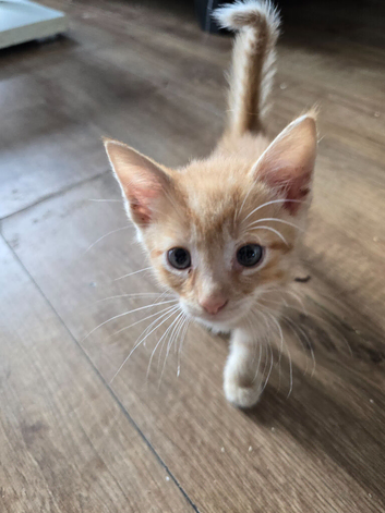 Ginger kittens