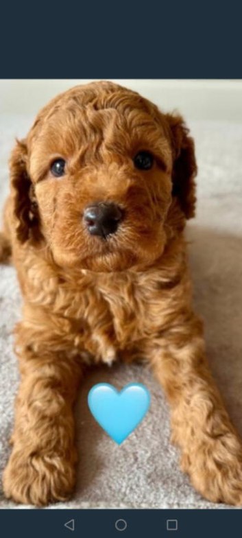 Cockapoo puppies for sale