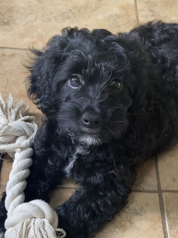 Beautiful cockapoo pups