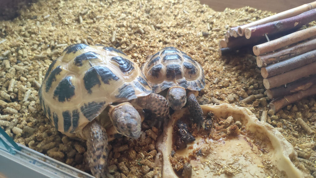Proven Pair of Horsfield (Russian) Tortoises &ndash; &pound;300 (or &pound;400 with Tortoise Vivarium)