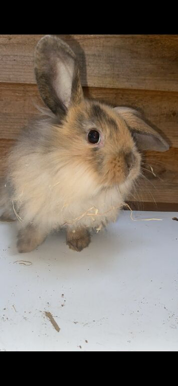 Multiple bunnies for sale