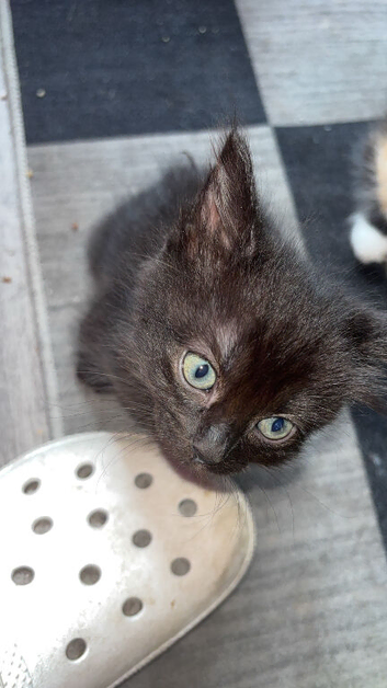 Ragamese cross kittens