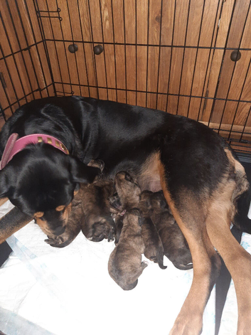 Rottweiler cross Shih Tzu puppies